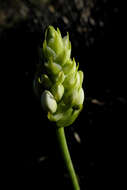 Слика од Ornithogalum thyrsoides Jacq.