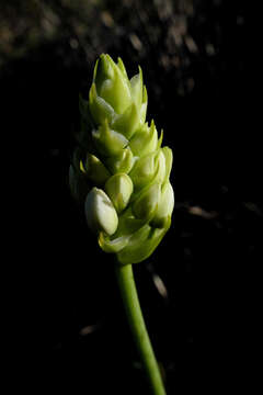 Image of Ornithogalum thyrsoides Jacq.