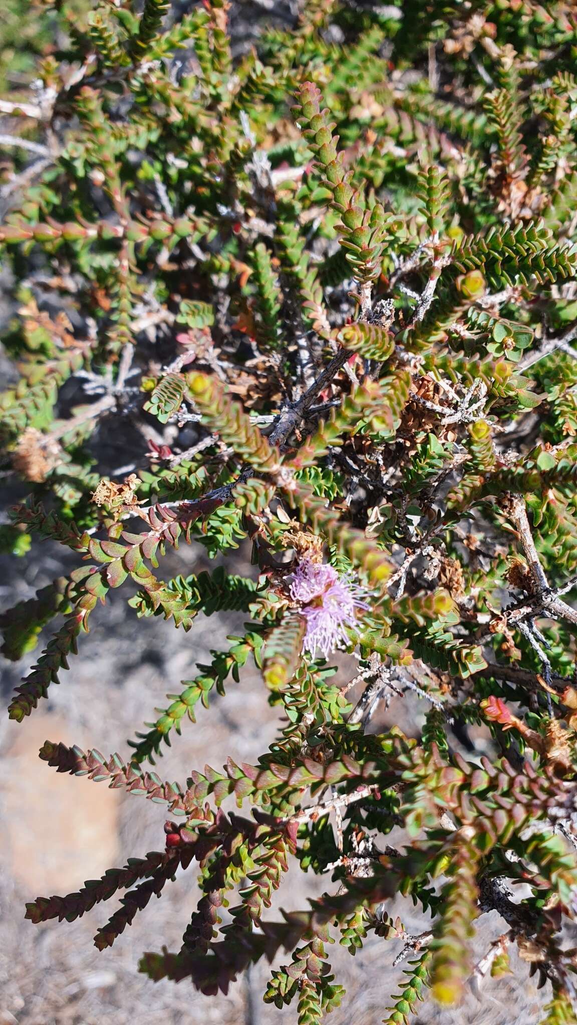 Image of Melaleuca gibbosa Labill.