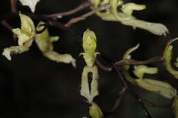 Image of Bulbophyllum crabro (C. S. P. Parish & Rchb. fil.) J. J. Verm., Schuit. & de Vogel