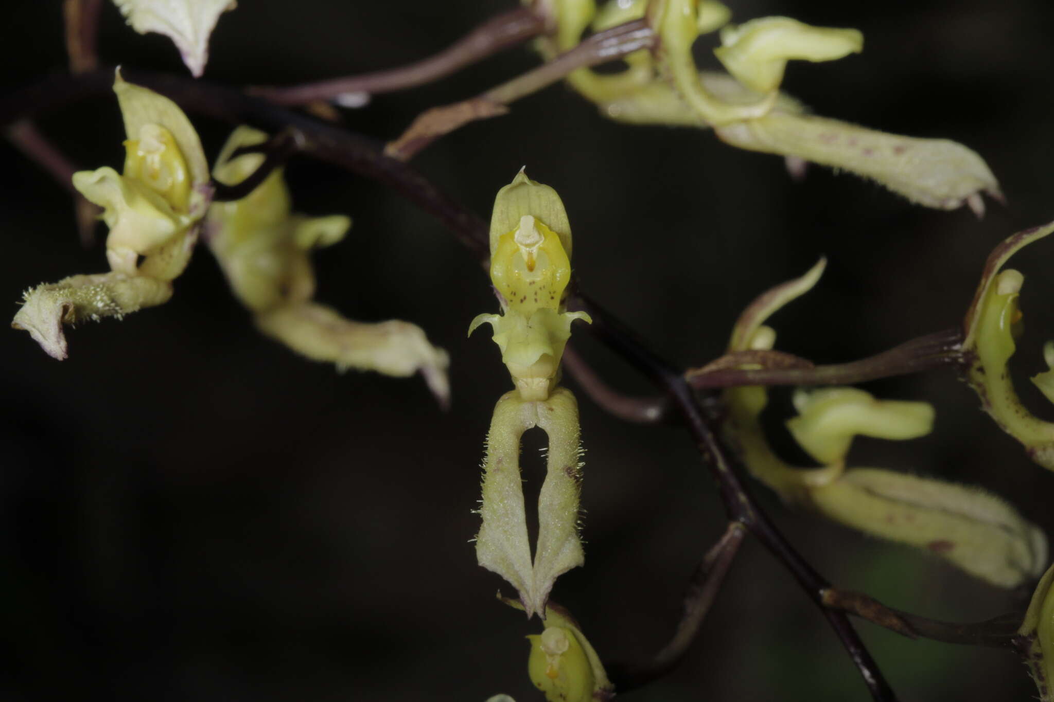 Imagem de Bulbophyllum crabro (C. S. P. Parish & Rchb. fil.) J. J. Verm., Schuit. & de Vogel