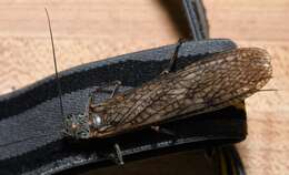 Image of American Salmonfly