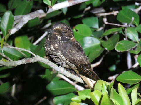 Image of Yucatan Nightjar