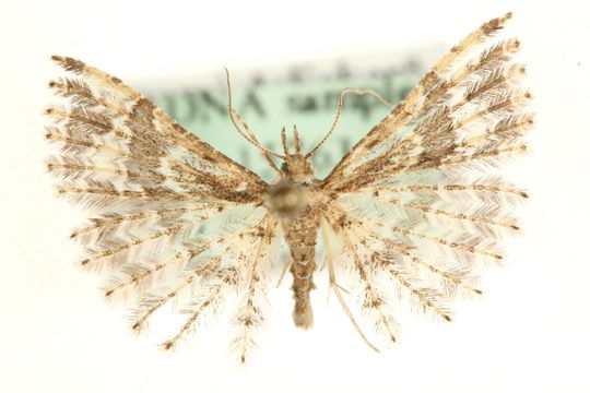 Image of <i>Pterotopteryx dodecadactyla</i> Hübner 1813