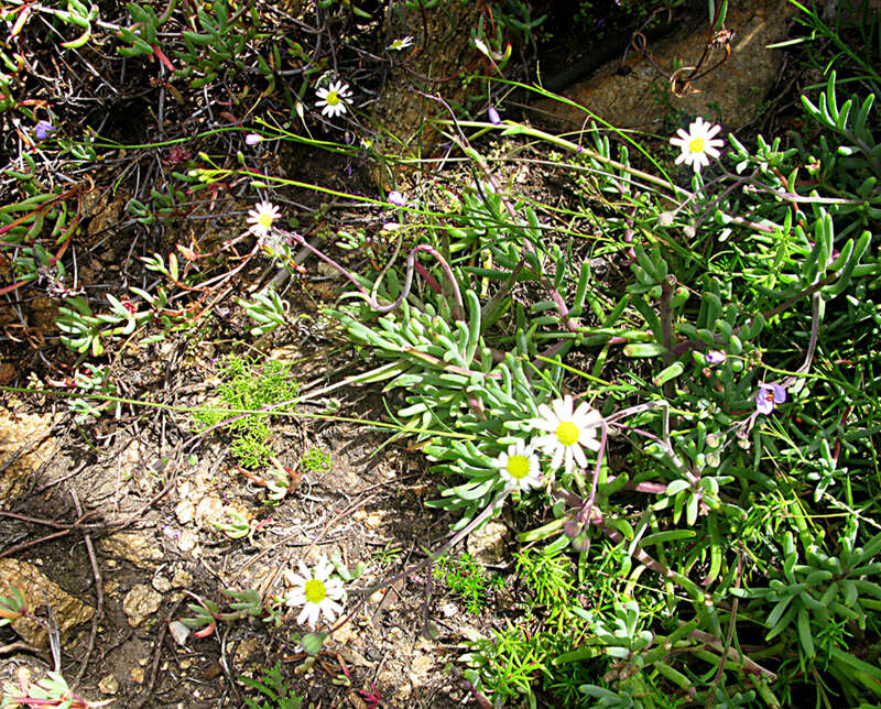 Image of Crassothonna alba (Compton) B. Nord.