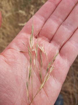 Image of Austrostipa bigeniculata (Hughes) S. W. L. Jacobs & J. Everett