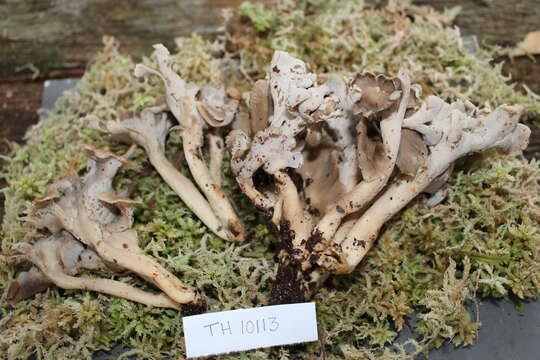 Imagem de Craterellus cinereofimbriatus T. W. Henkel & A. W. Wilson 2014