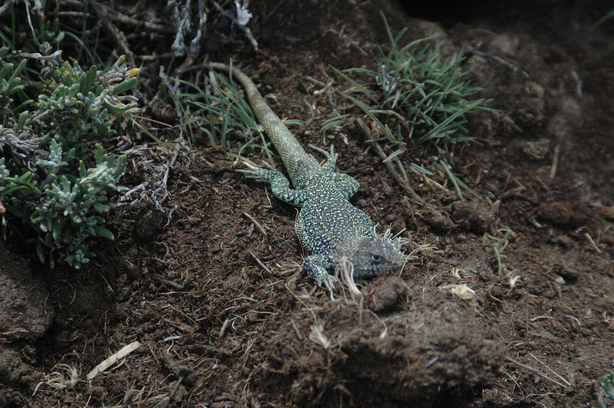 صورة Liolaemus archeforus Donoso-barros & Cei 1971