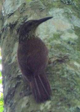 Image of Planalto Woodcreeper