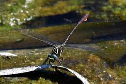 Image of Two-striped Forceptail