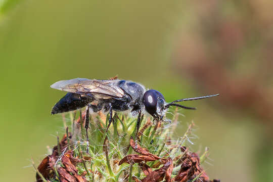 Image of Astata unicolor Say 1824