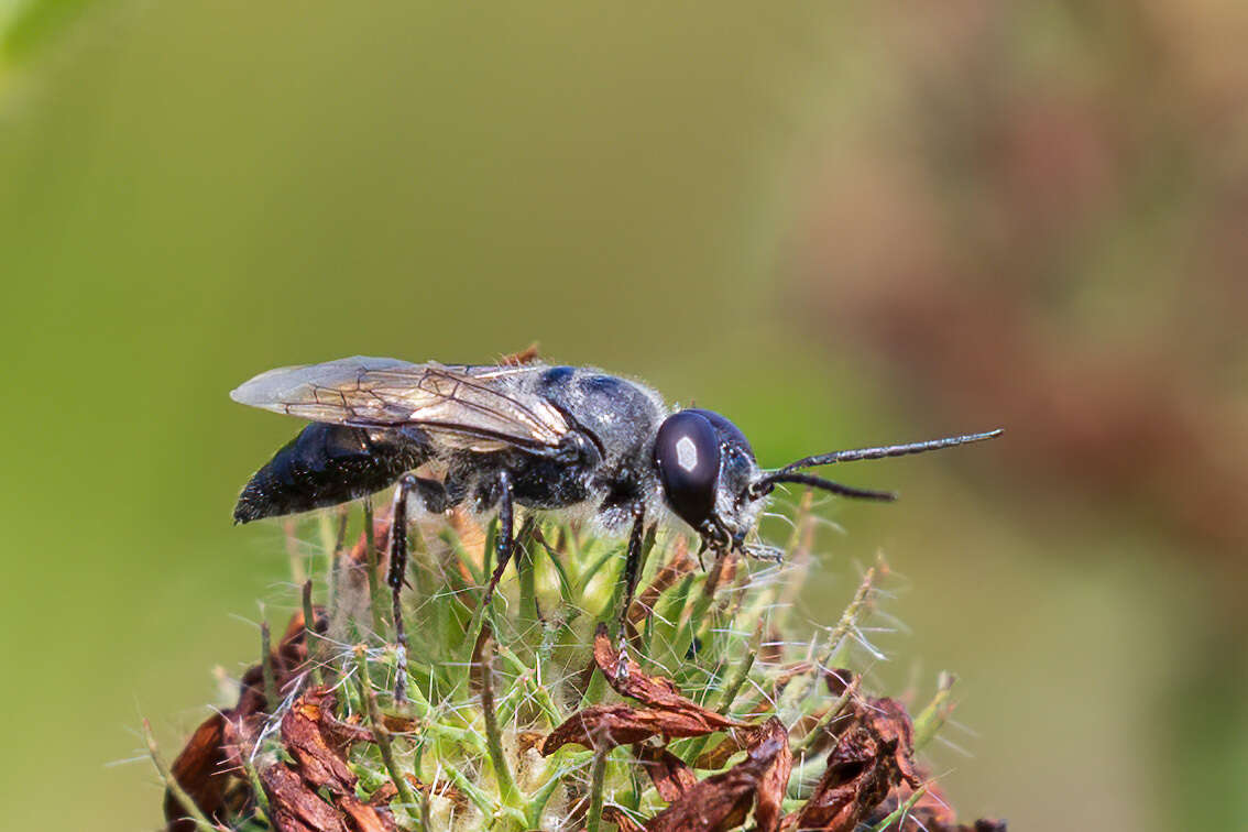 Image of Astata unicolor Say 1824