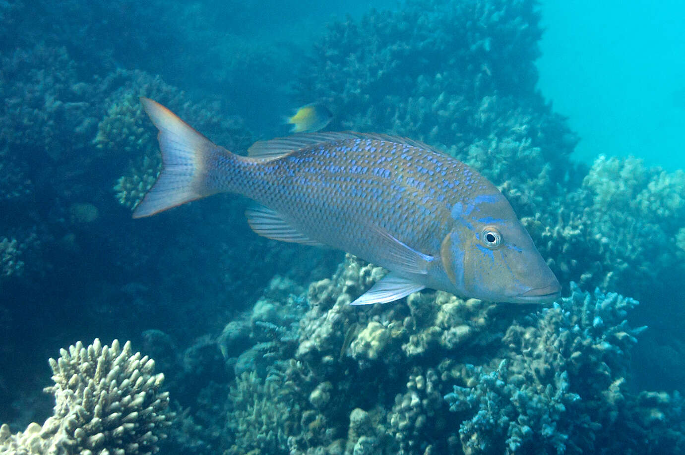 Lethrinus nebulosus (Forsskål 1775) resmi