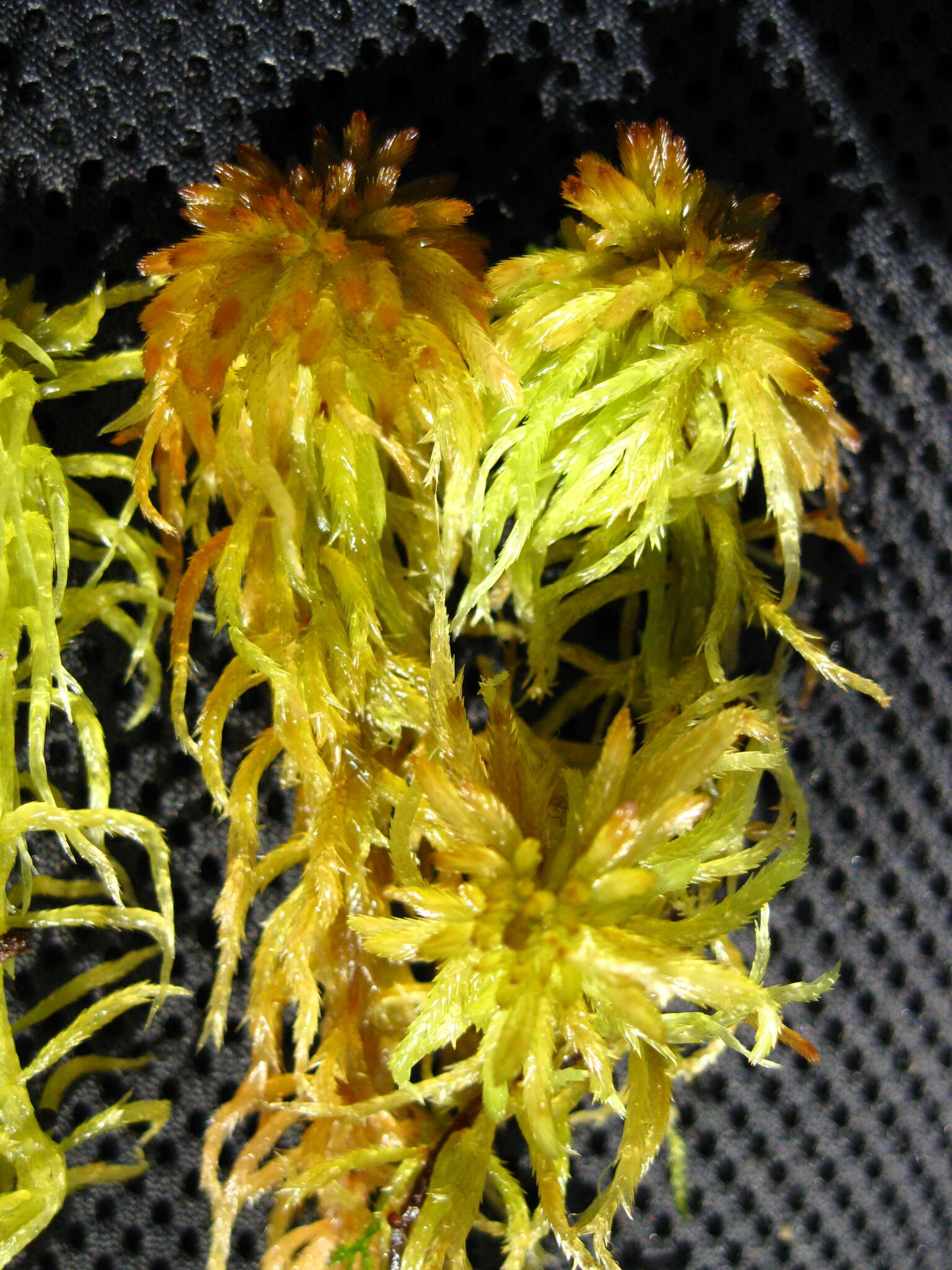 Image of Arctic peat moss
