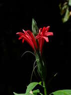 Pachystachys coccinea (Aubl.) Nees resmi