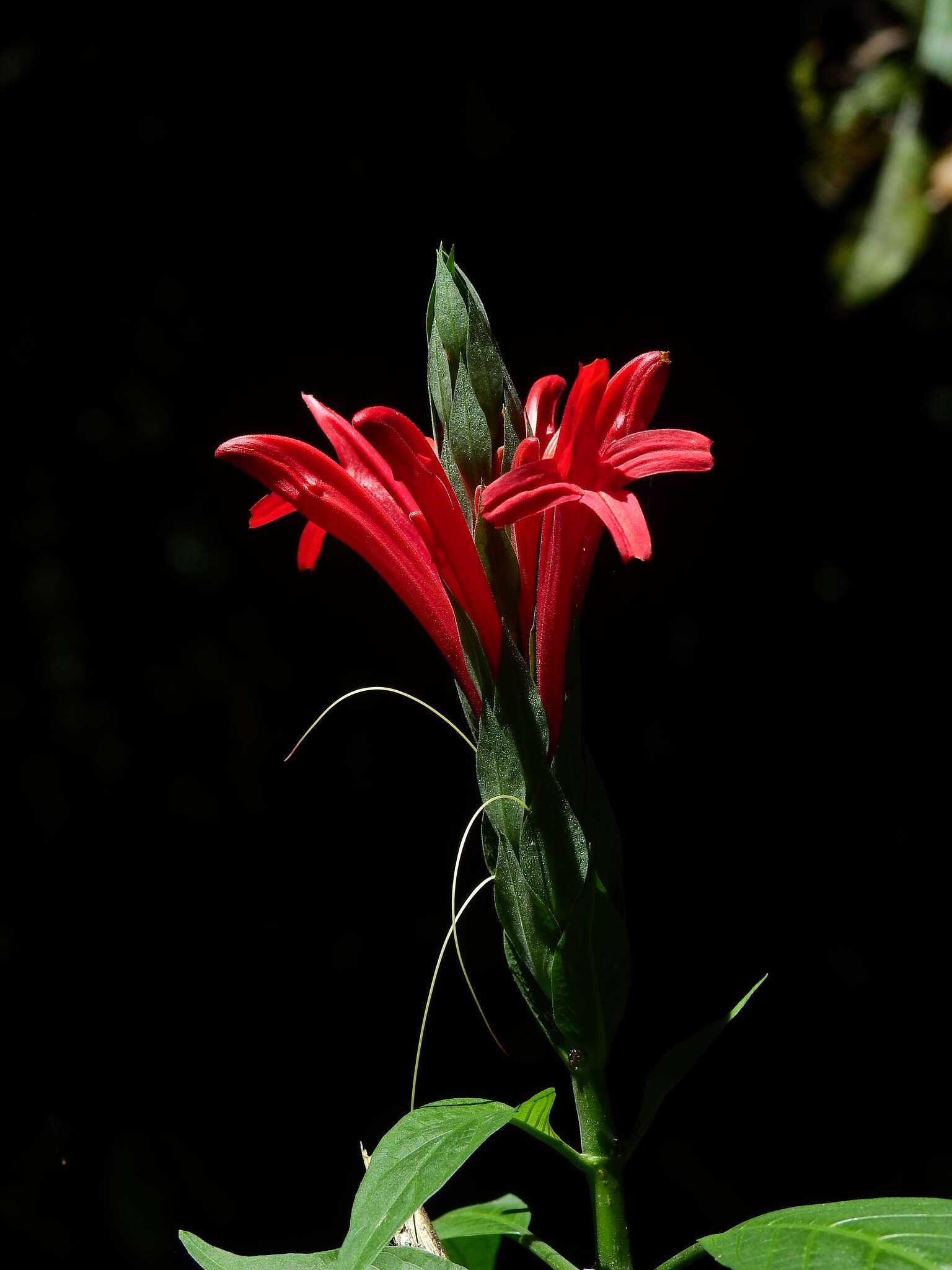 Pachystachys coccinea (Aubl.) Nees resmi