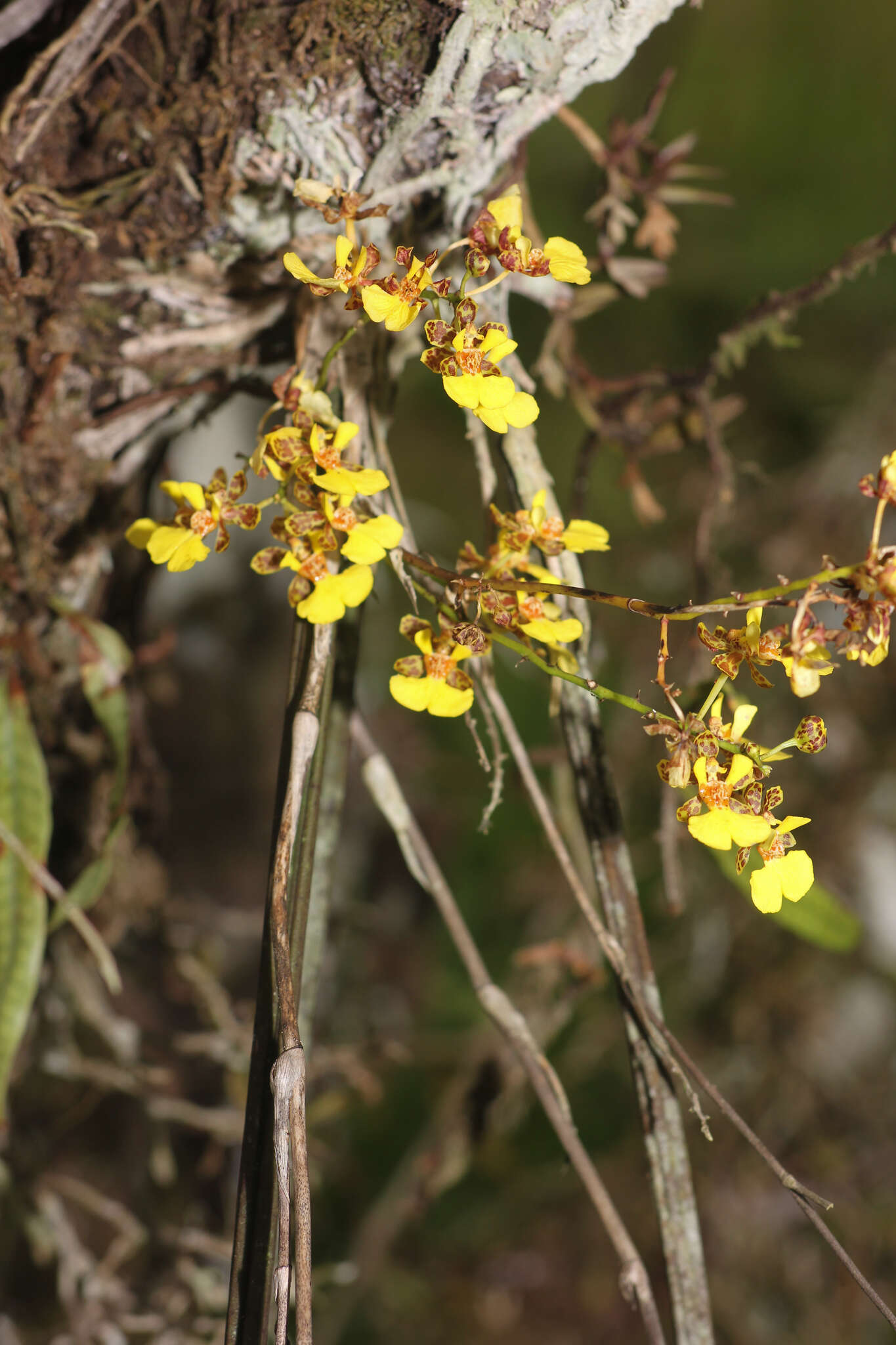 Trichocentrum ascendens (Lindl.) M. W. Chase & N. H. Williams的圖片