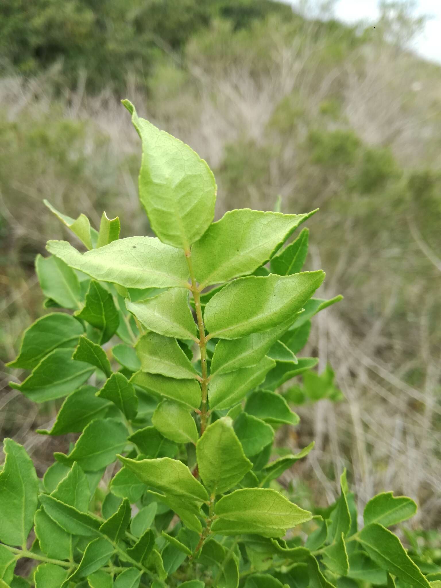 Plancia ëd <i>Clausena <i>anisata</i></i> var. anisata