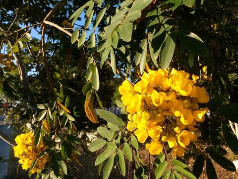 Image of limestone senna