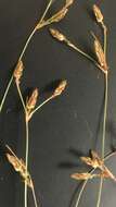 Image of Densetuft Hairsedge