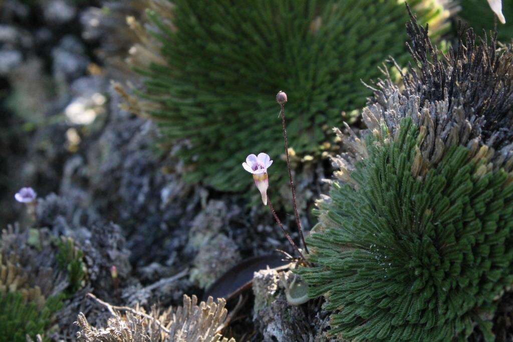 Image of Pinguicula takakii S. Z. Ruiz & J. Rzedowski