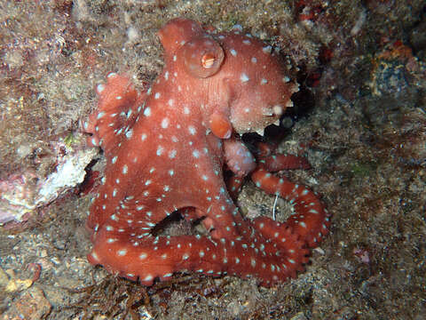 Image of Whitespot octopus