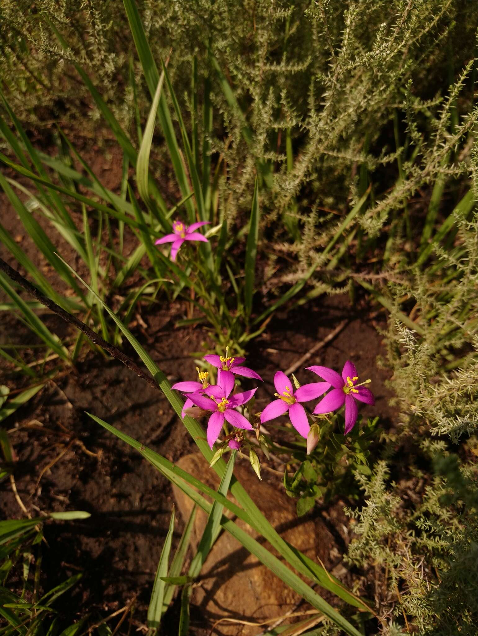 Image of Pink star