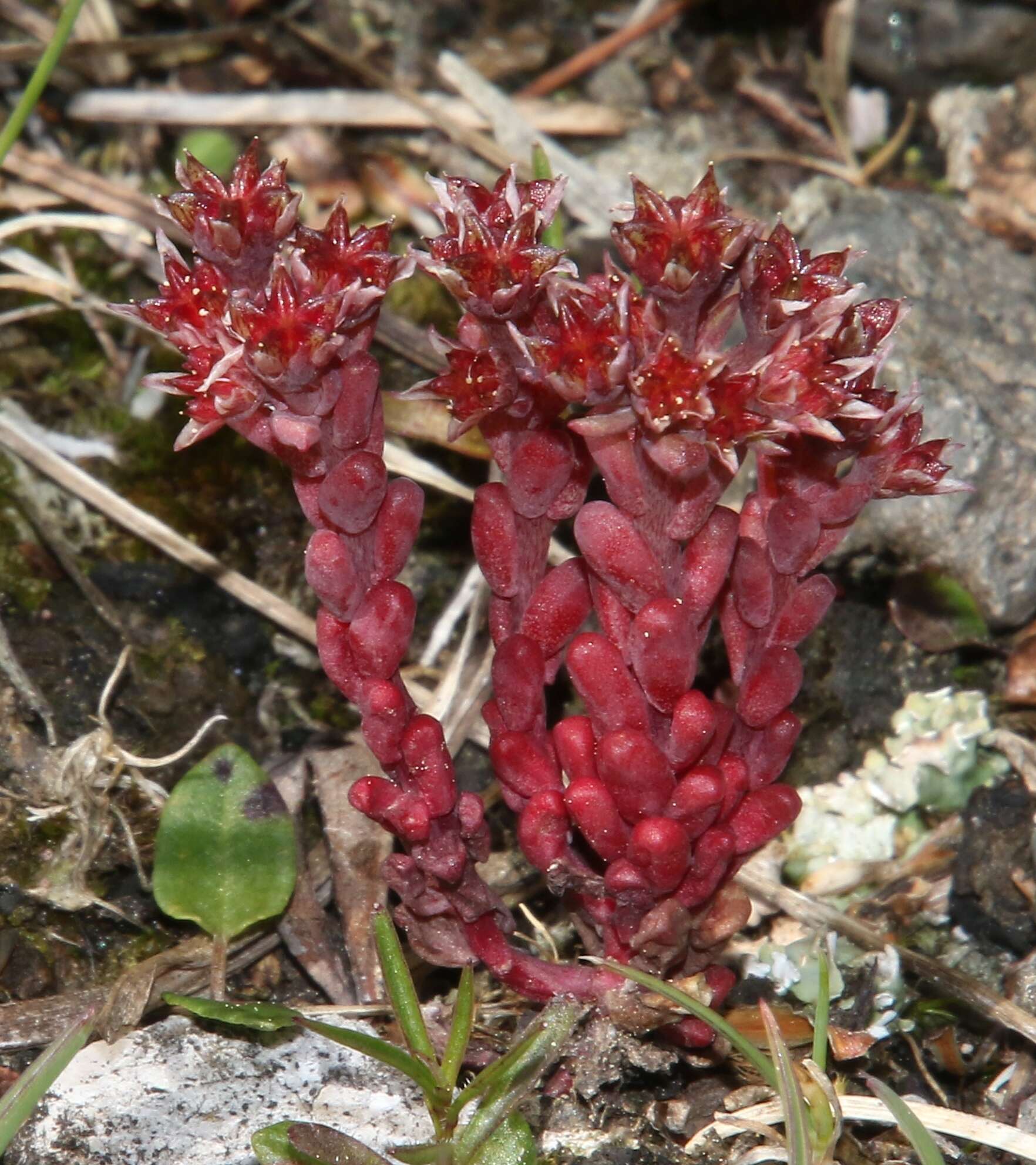 Слика од Sedum atratum L.