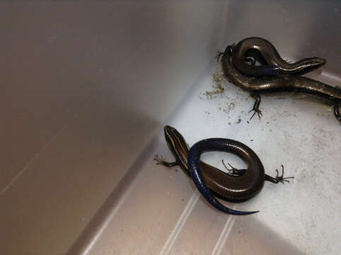 Image of Oak Forest Skink