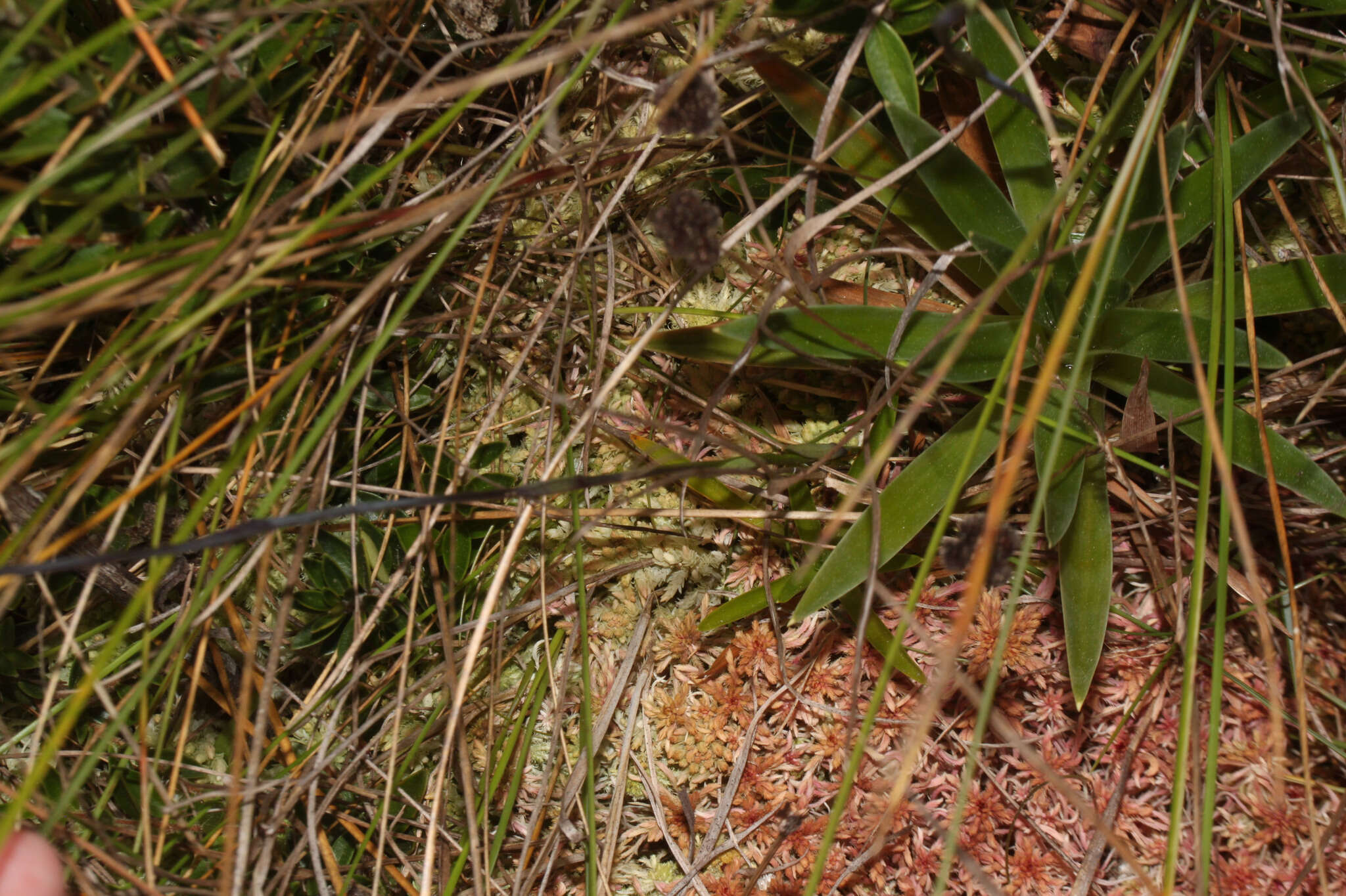 Image of Burmannia stuebelii Hieron. & Schltr.