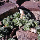 Imagem de Gentiana urnula H. Smith