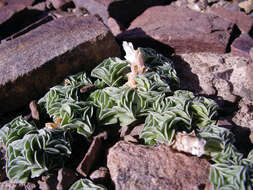 Imagem de Gentiana urnula H. Smith