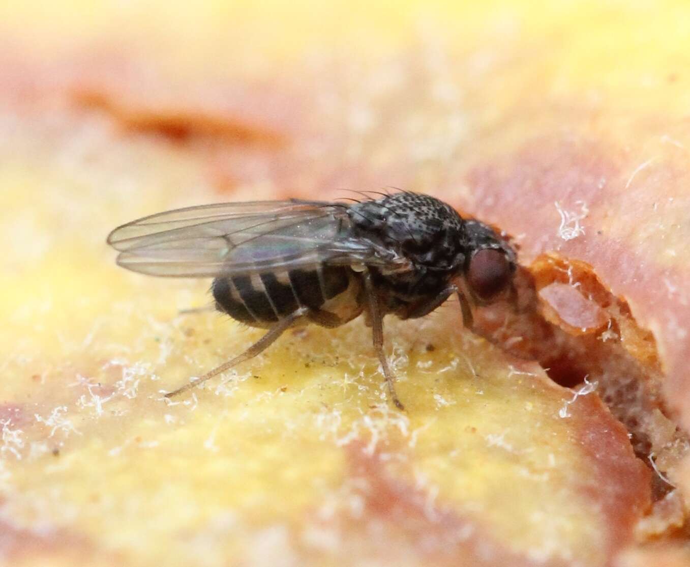 Image of Pomace fly