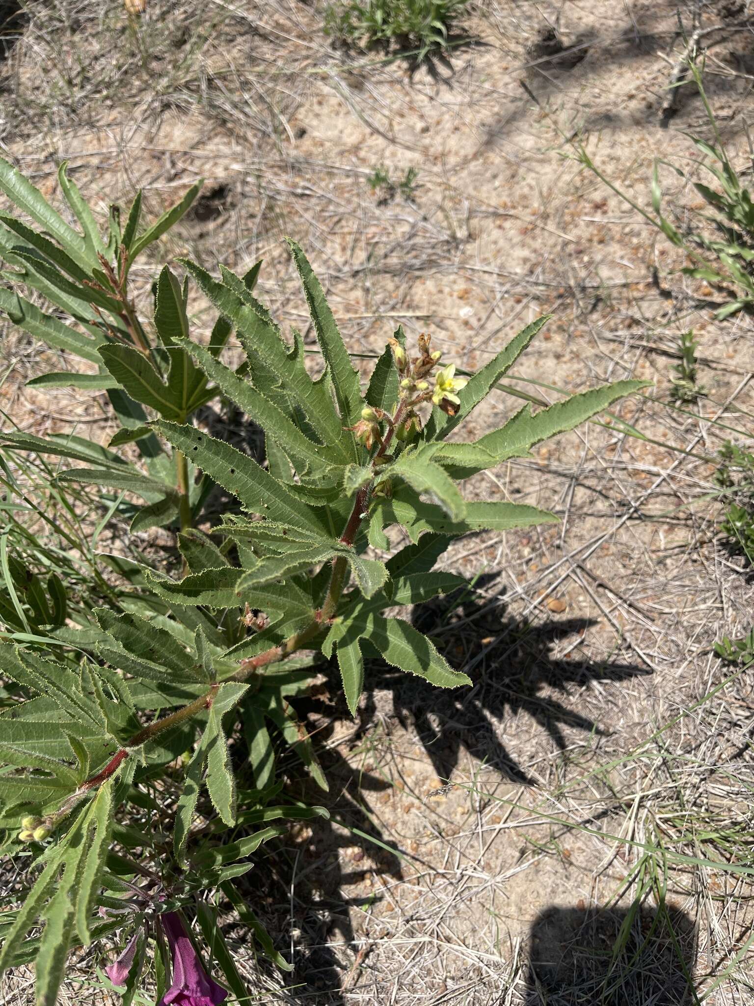 Image of Jatropha zeyheri Sond.