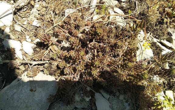 Image of Petrosedum subulatum (C. A. Mey.) Afferni