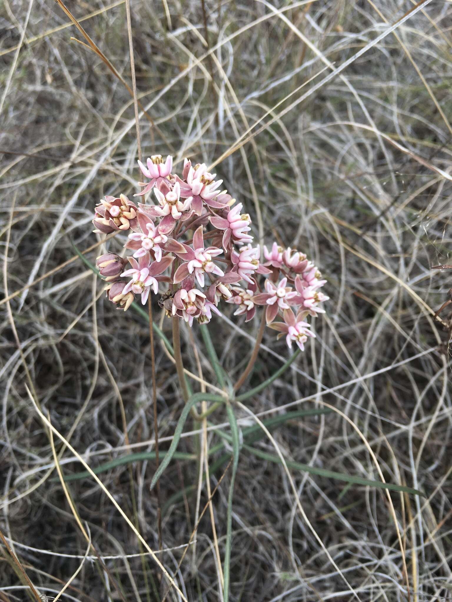 Image of Asclepias fournieri R. E. Woodson