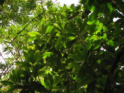 Image of Magnolia yoroconte Dandy