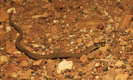 Image of Black-headed Scaly Foot