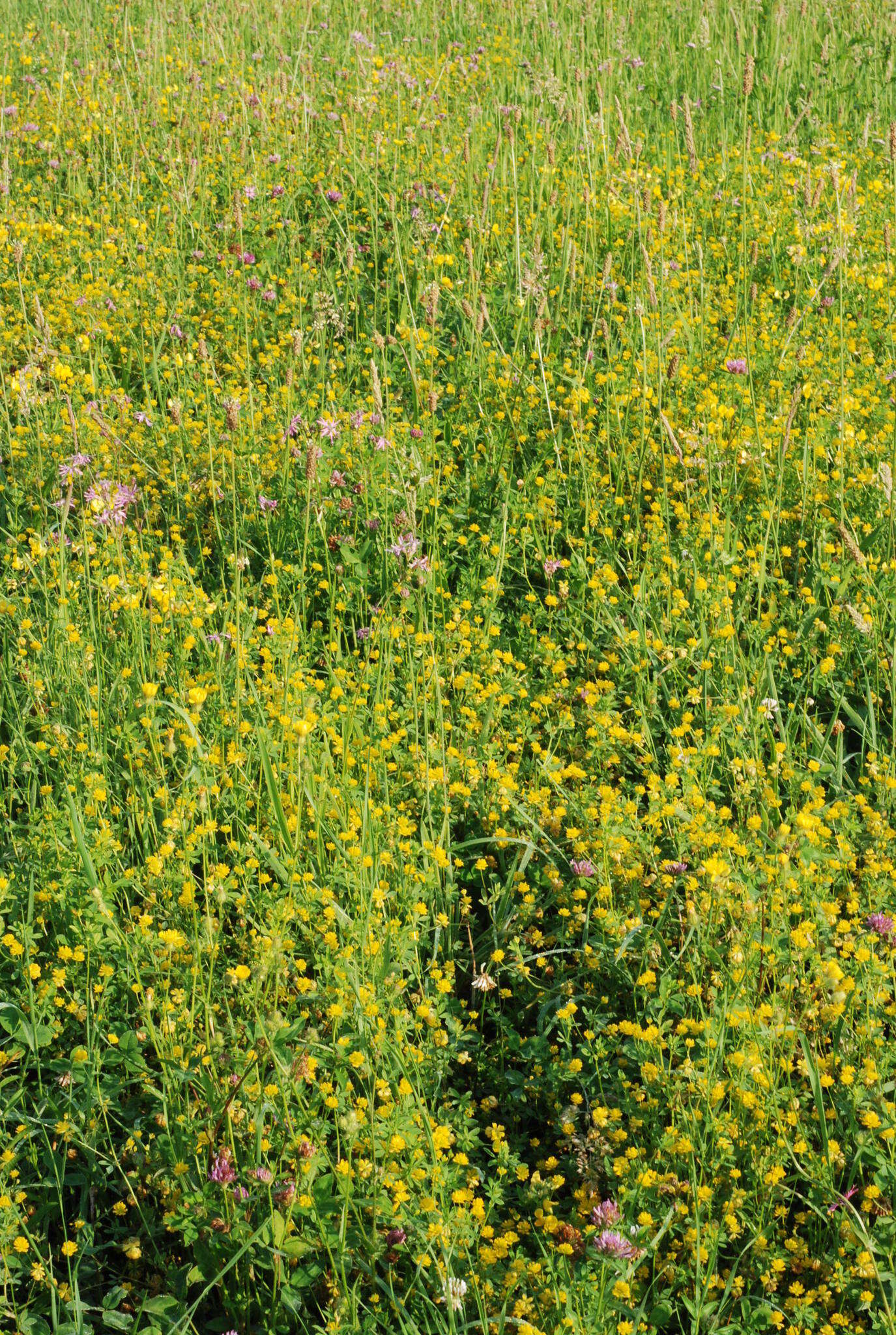 Imagem de Trifolium patens Schreb.