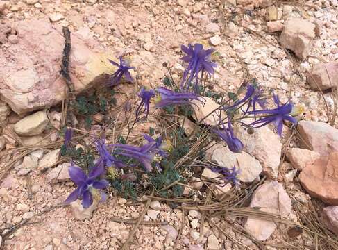 Image of Utah columbine