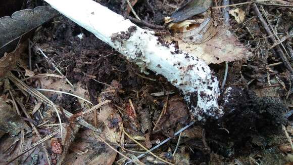 Image of Amanita submaculata Peck 1900