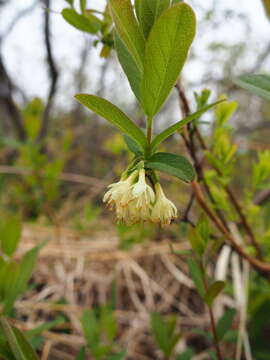 Imagem de Lonicera villosa (Michx.) Roem. & Schult.