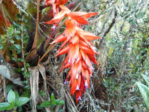 Image de Tillandsia compacta Griseb.