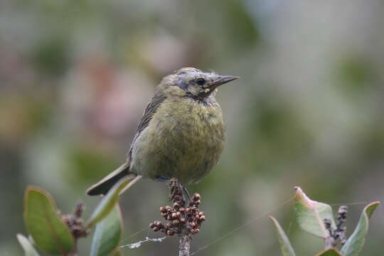 Leiothlypis celata sordida (Townsend & CH 1890) resmi