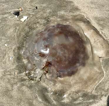 Image of mushroom cap jellyfish