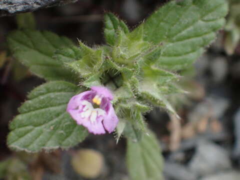 Image of Galeopsis pyrenaica Bartl.