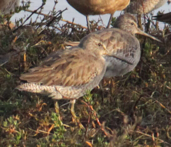 Image of Dowitcher