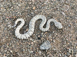 Image of Santa Catalina Island Rattlesnake