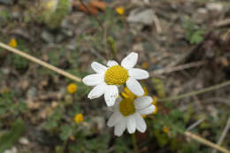 Image of Anthemis macrotis (Rech. fil.) Oberpr. & Vogt