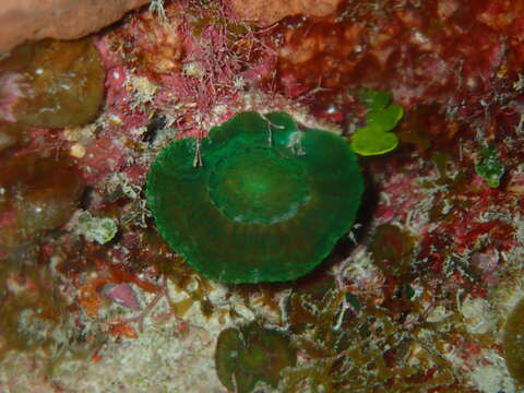 Image of Artichoke Coral